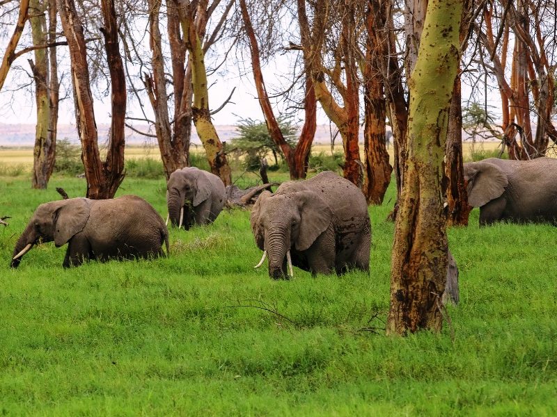 Amboseli-safaris (1)