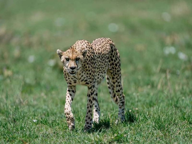 Mara-tours (1)