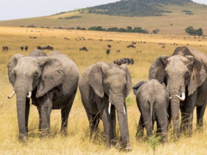 Masai-Mara-elephants-820x410