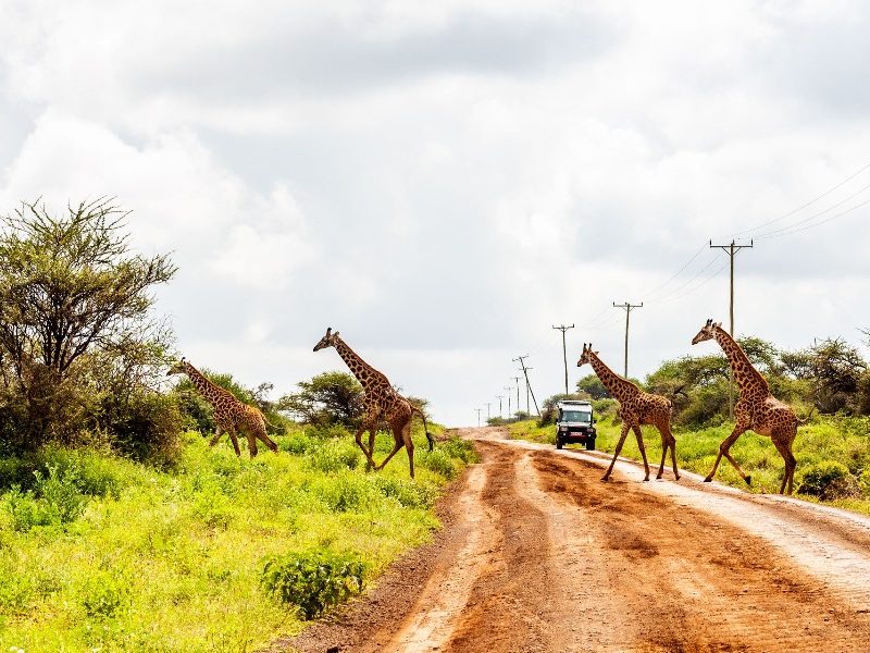 amboseli-tours