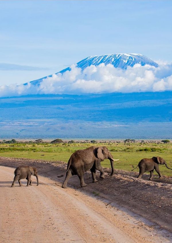 elephants-kilimanjaro-photo-safari-in-amboseli