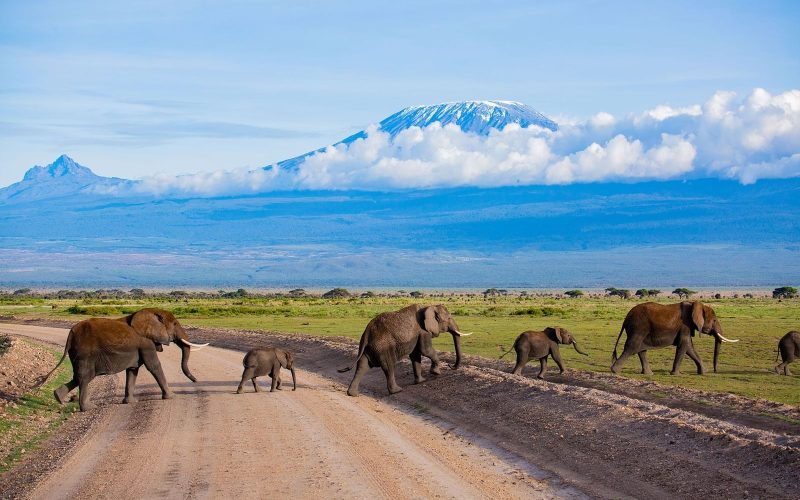 elephants-kilimanjaro-photo-safari-in-amboseli