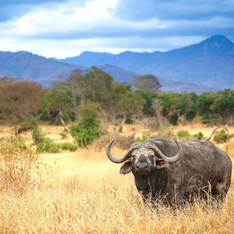 tsavo-west-safari-buffalo tsavo-west-safari-buffalo