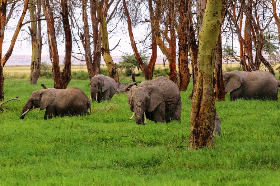 Amboseli-safaris (1)