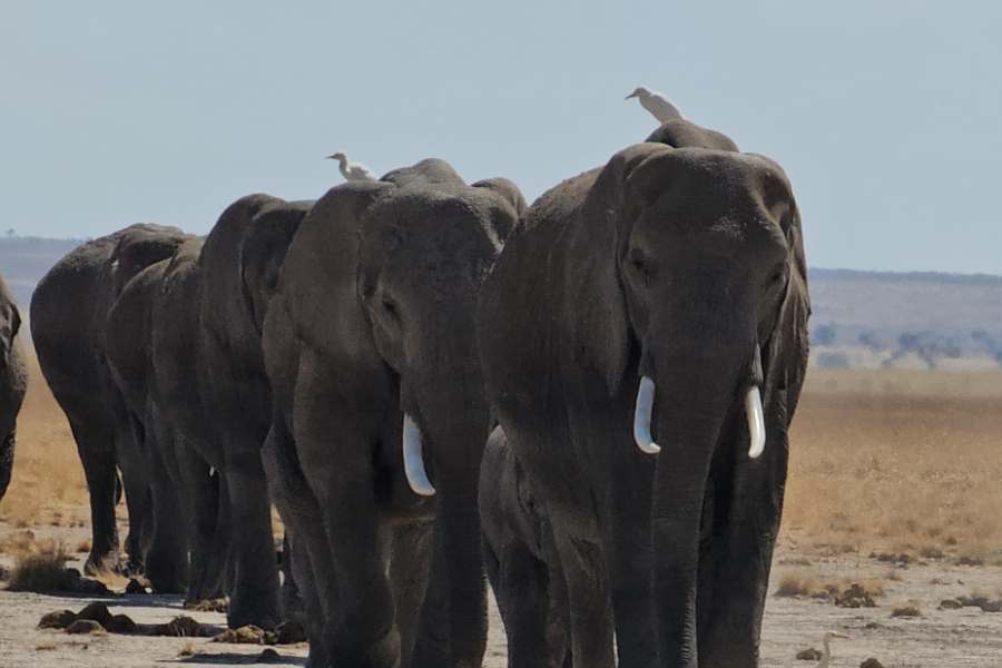 Amboseli-safaris (2)