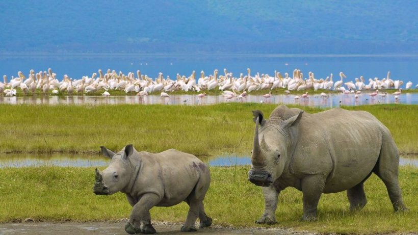 Lake-Nakuru-Naitional-Park-820x461 (1)