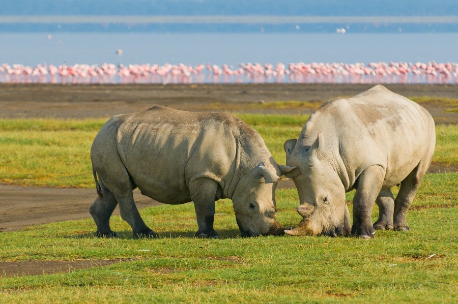 Lake-Nakuru-rhino (1)