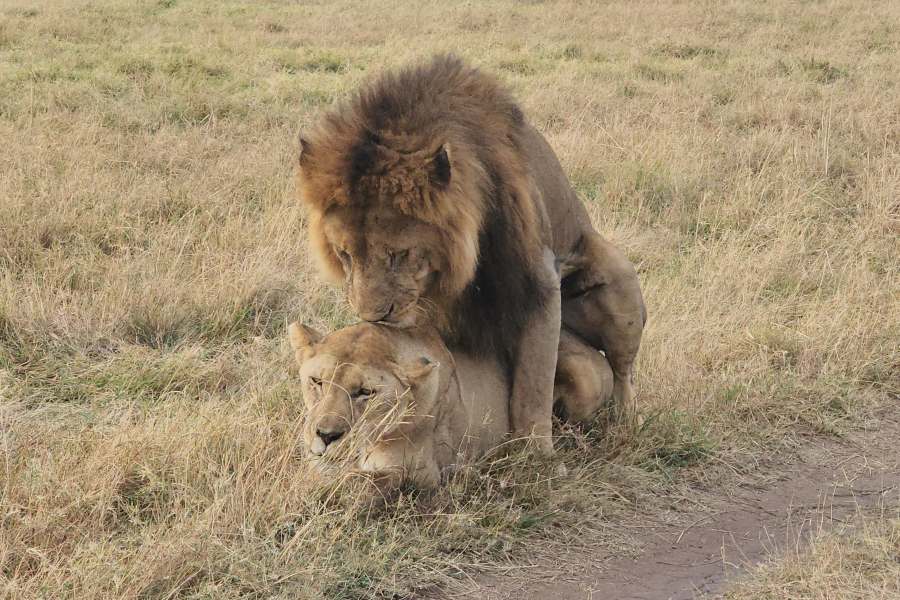 Lions-Masai-Mara (1)