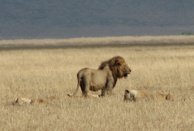 Lions_Ngorongoro-820x552