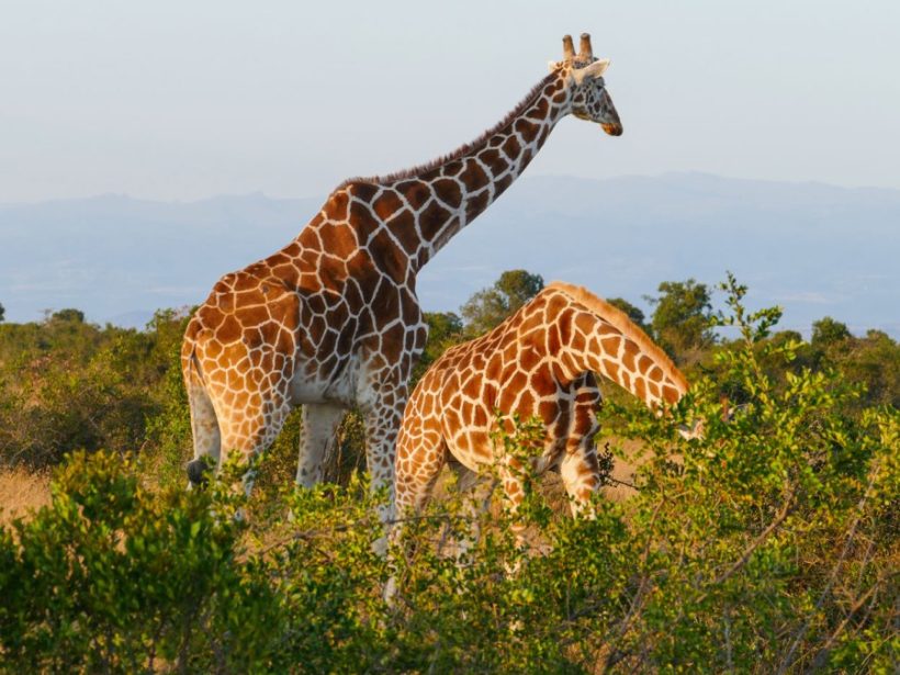 Mara-giraffes-820x615