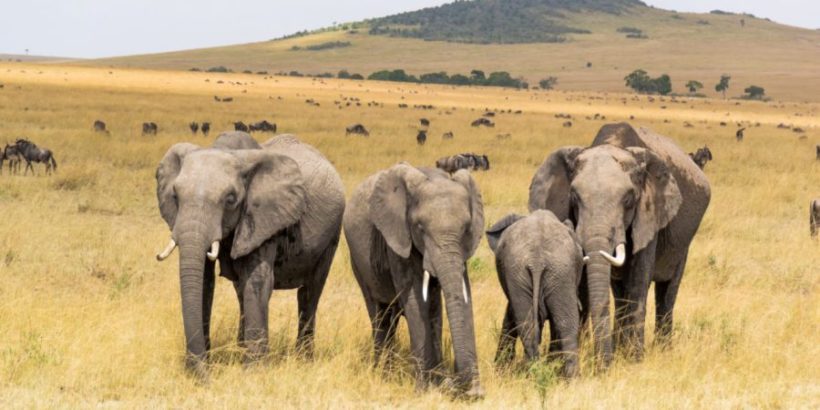 Masai-Mara-elephants-820x410