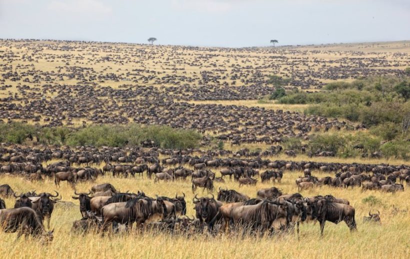 Masai-mara-wildebeest-820x518