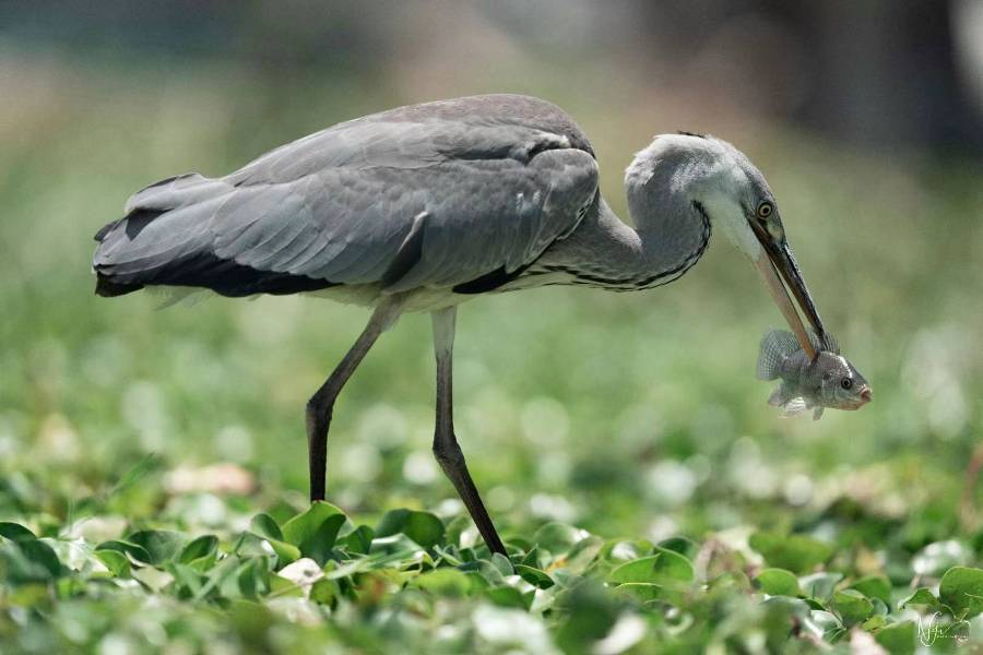 Naivasha-Birds