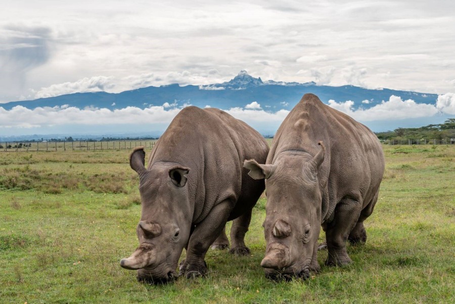 Ol-Pejeta-Conservancy2