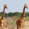 Samburu-giraffe-100x100