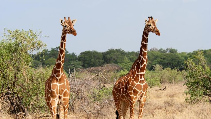 Samburu-giraffe-820x461