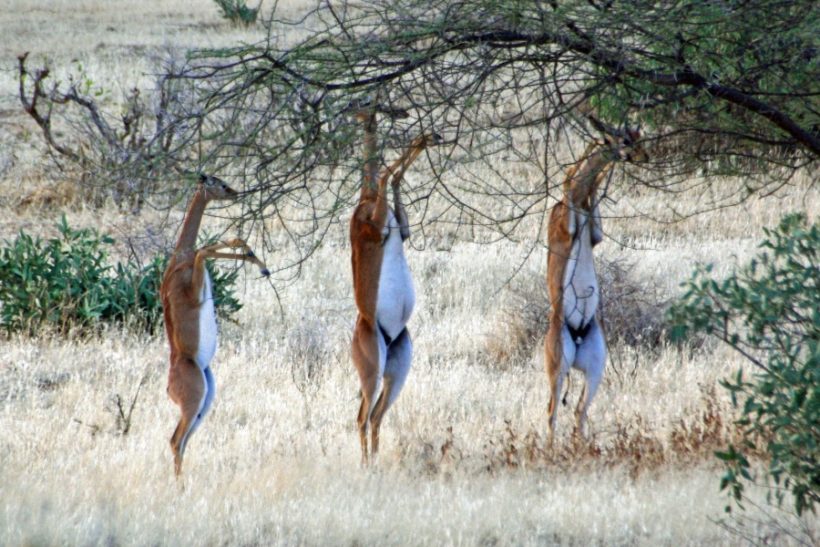 Samburu-safari-820x547