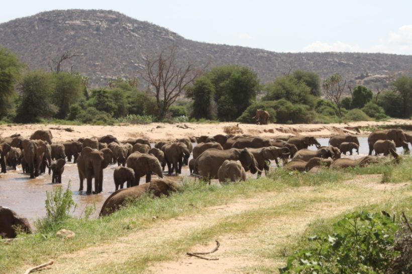 Samburu_elephants-820x546 (1)