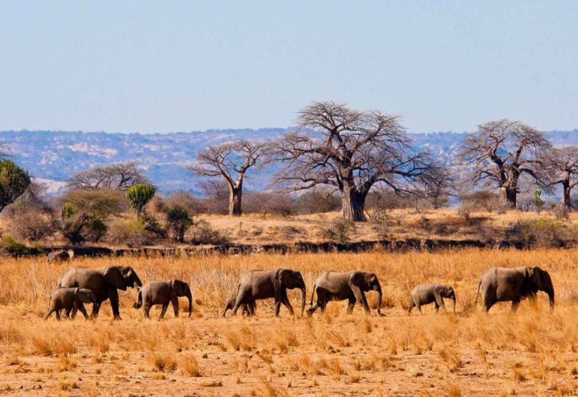 Tarangire-Safari-820x563 (1)