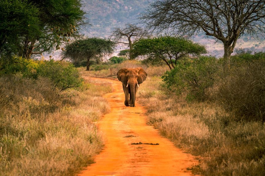 Tsavo-west-elephant