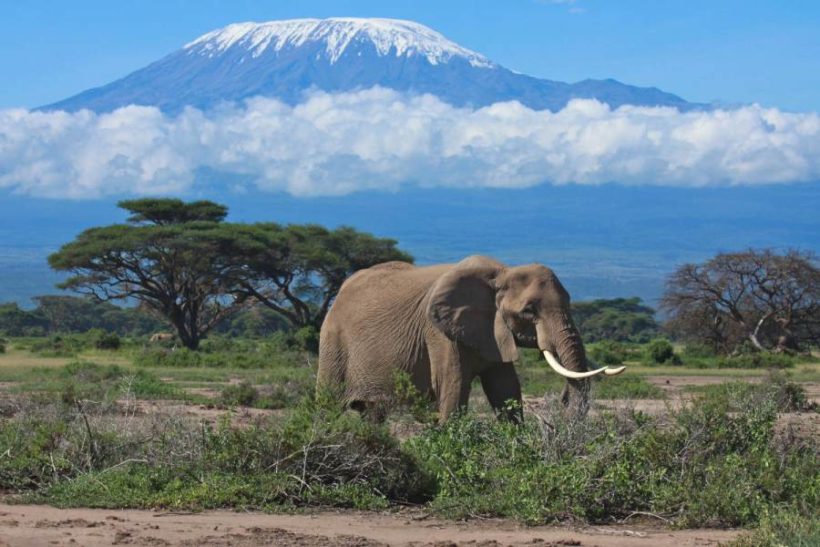 amboseli-elephants-820x547