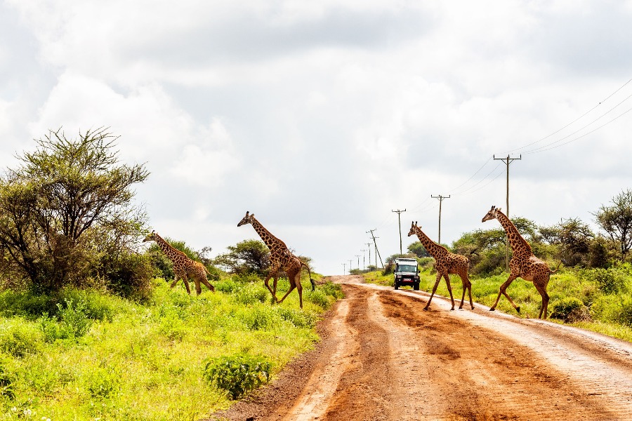 amboseli-tours