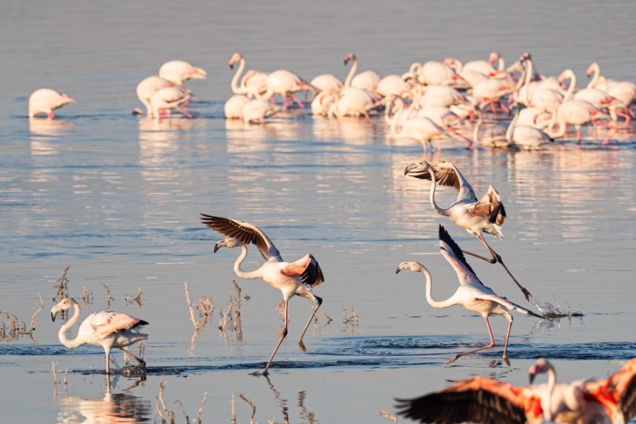 flamingo-Nakuru