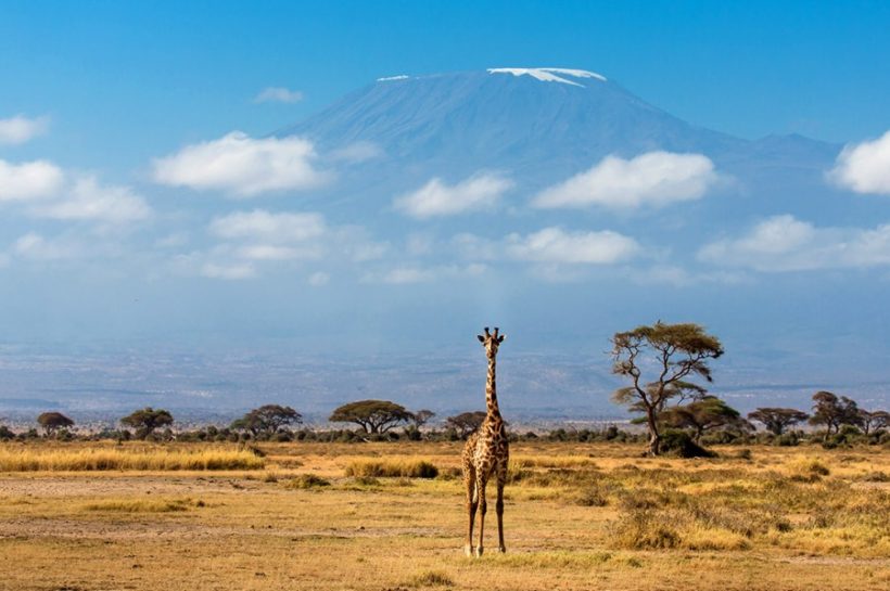 girrafe-amboseli-820x545