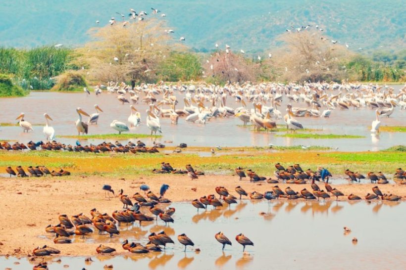 lake-manyara-national-park-820x546