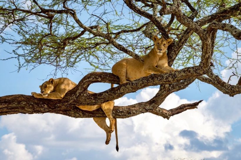 lake-manyara-national-park2-820x543