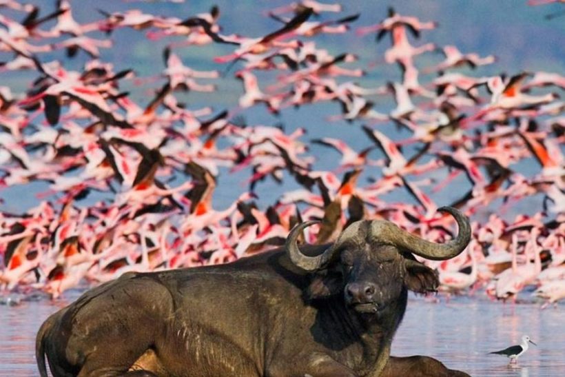 lake-nakuru2-820x547