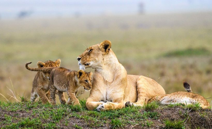 masai-mara-lions-820x499