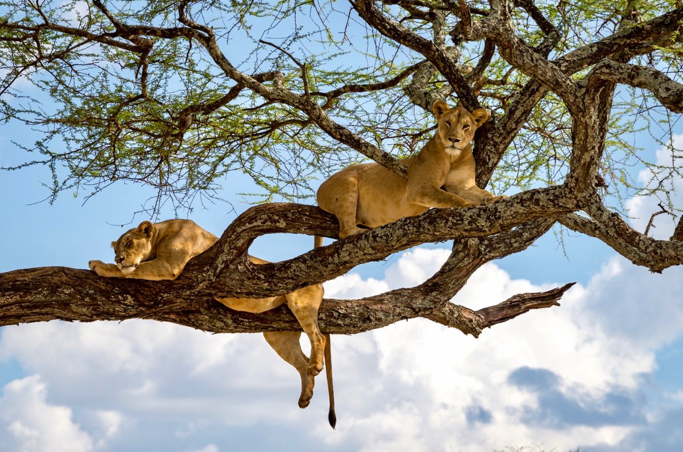 safari-through-the-national-parks-tarangire-serengeti-ngorongoro-lake-manyara-01-1-1360x900