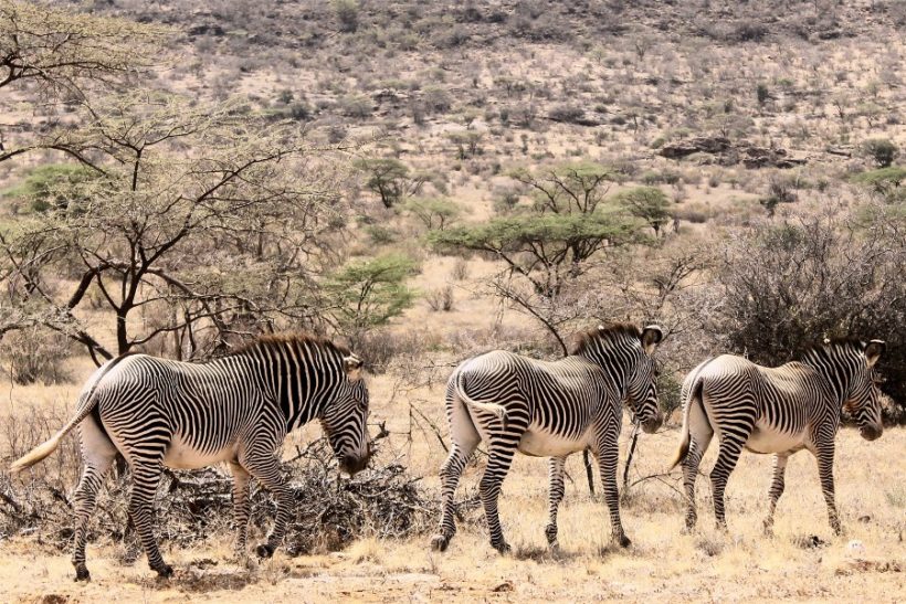 samburu-zebras-820x547 (1)