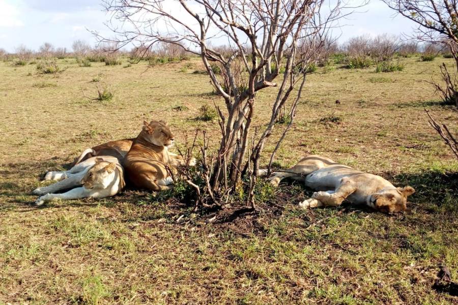 tsavo-east-lions