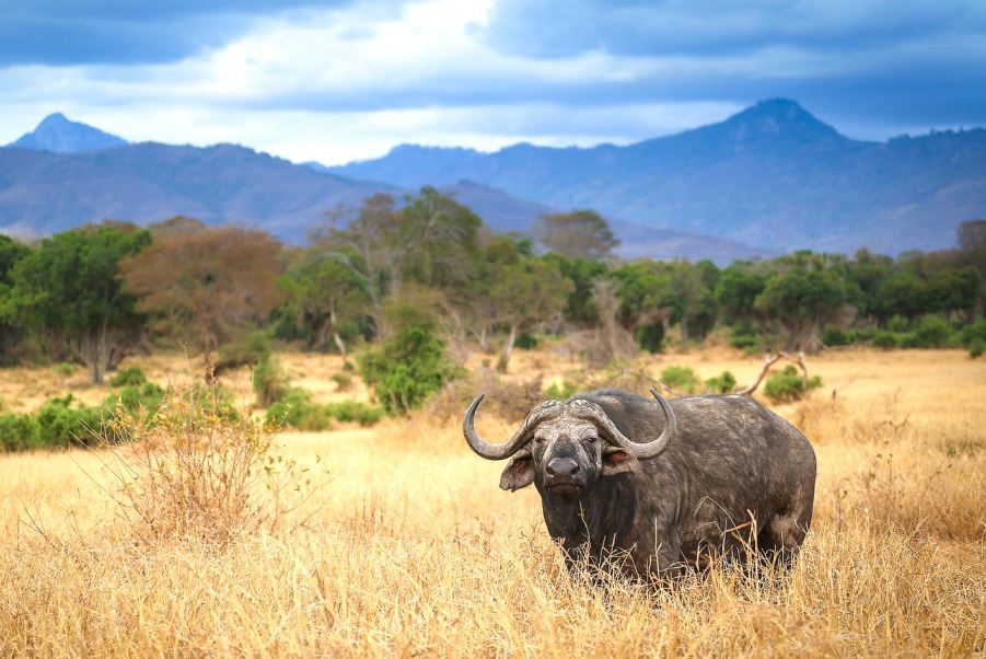 tsavo-west-safari-buffalo